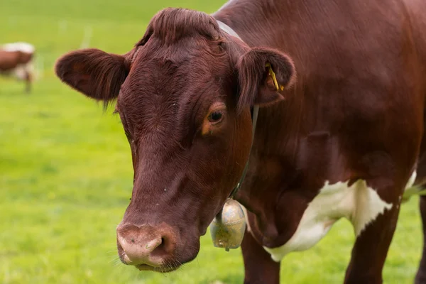 Vaca em pasto verde — Fotografia de Stock