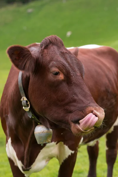 Vaca en pasto verde — Foto de Stock