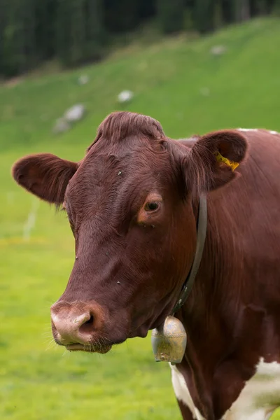 Vaca en pasto verde — Foto de Stock