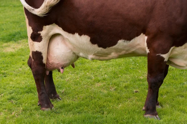 Euter einer jungen Kuh — Stockfoto