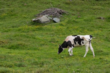 Sığır yeşil mera üzerinde