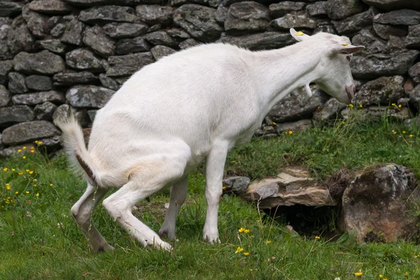 Capra al pascolo verde — Foto Stock