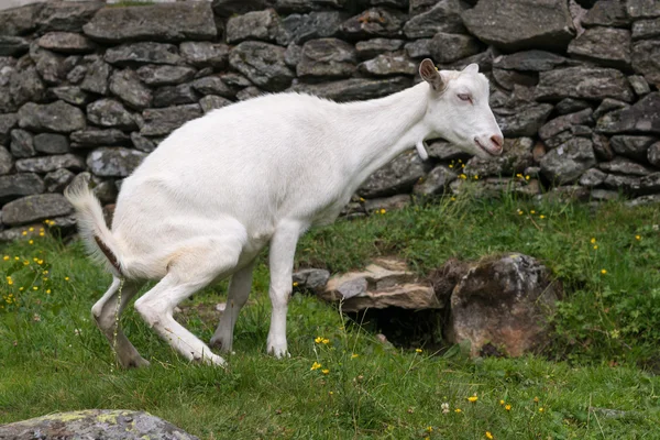 Goat on green pasture — Stock Photo, Image