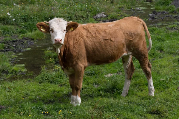 Rinder auf der grünen Weide — Stockfoto