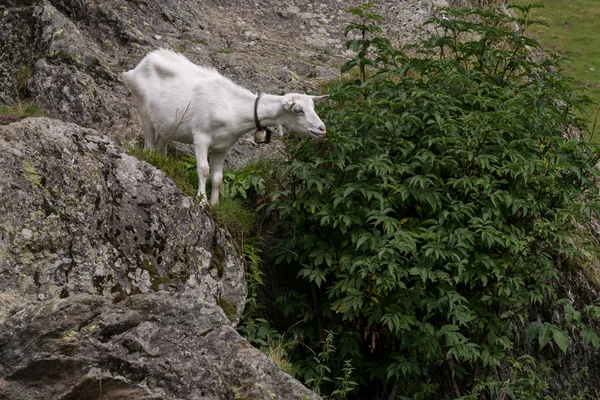 Goat on green pasture — Stock Photo, Image