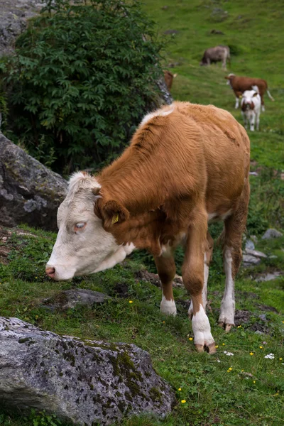 Zöld legelő szarvasmarhák — Stock Fotó