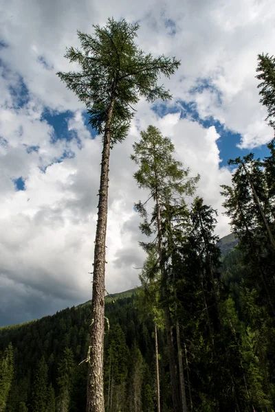 Troncos de árvores em uma floresta de pinheiro — Fotografia de Stock