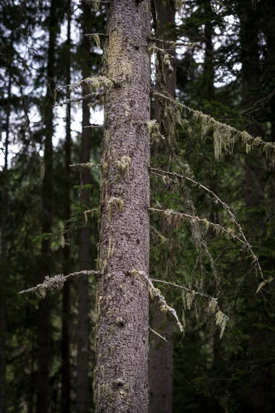 Trädstammar i skogen — Stockfoto