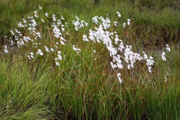 Flores silvestres brancas florescentes — Fotografia de Stock