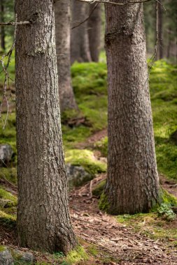 ormandaki ağaç gövdeleri
