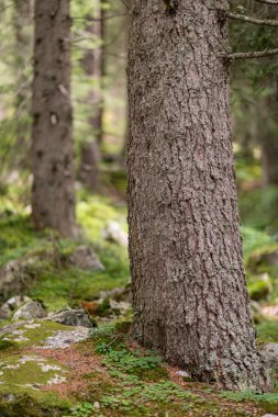 ormandaki ağaç gövdeleri
