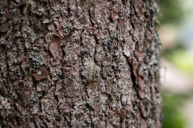 kalın ağaç gövdesi