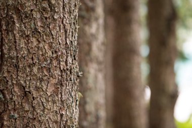 ormandaki ağaç gövdeleri