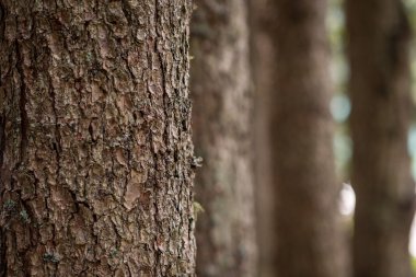 ormandaki ağaç gövdeleri
