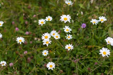 çiçekler güneşli
