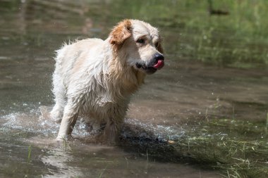 Av köpeği çalış ve yüzer