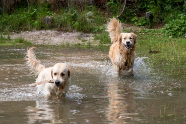 Retriever oyun ve yüzmek