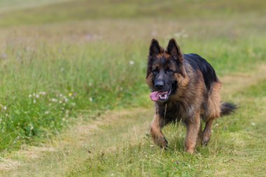 Alman çoban köpeği.