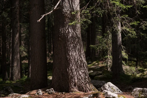 Troncos de árvore na floresta — Fotografia de Stock