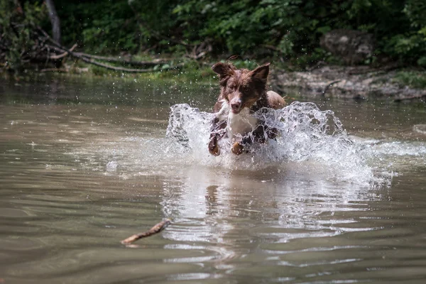 Hundespiele und Schwimmen — Stockfoto