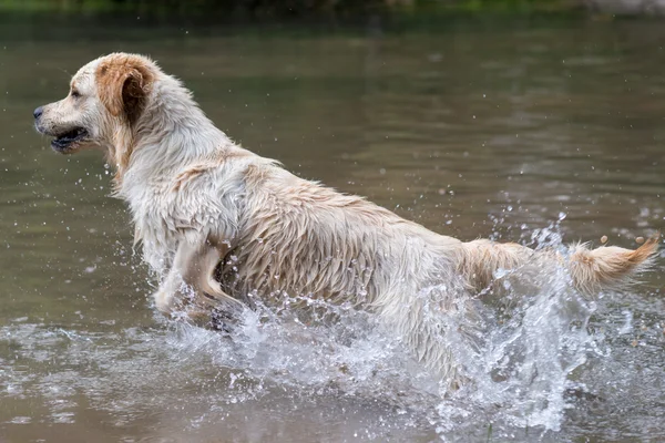 Retriever joga e nada — Fotografia de Stock