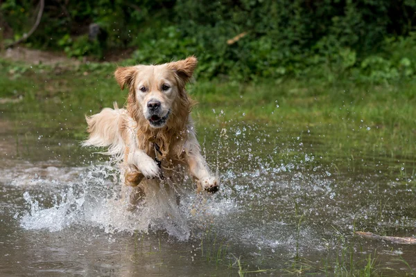 Retriever spielt und schwimmt — Stockfoto