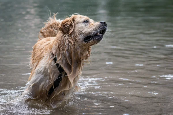 Retriever plays and swims — Stock Photo, Image