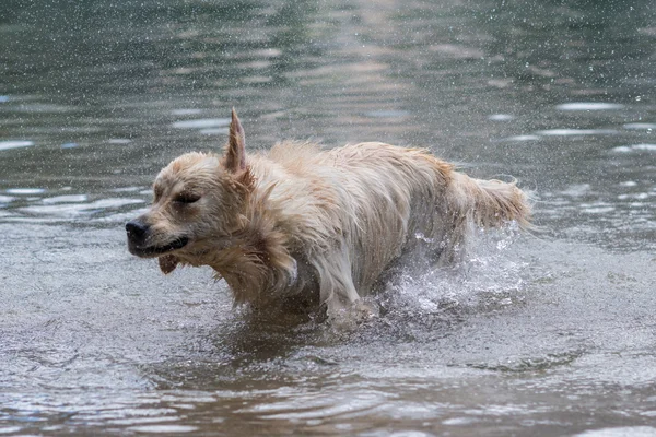 Retriever joga e nada — Fotografia de Stock