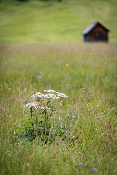 Paisagem com campo verde — Fotografia de Stock