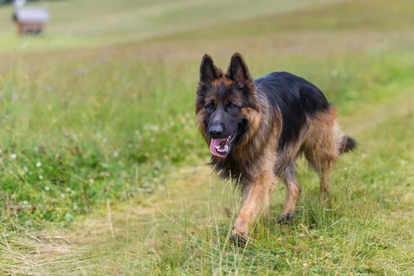 Tysk herdehund Royaltyfria Stockfoton