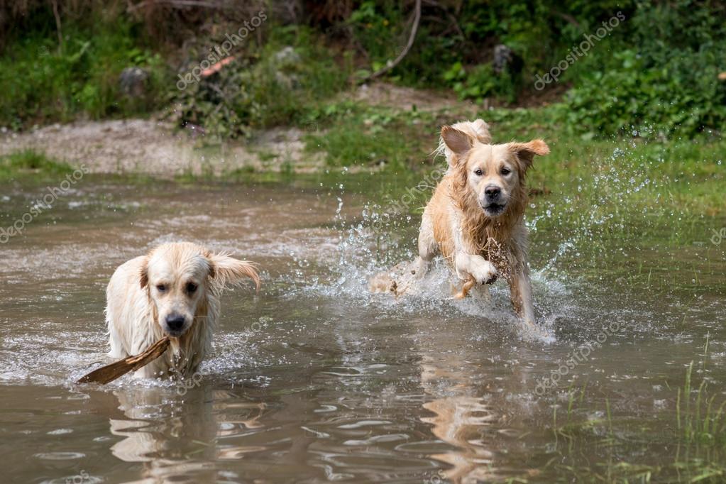 Retrievers play and swim — Stock Photo © vpardi 119205600