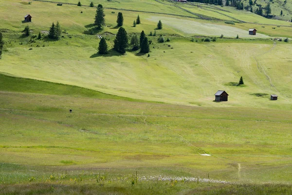 Paisagem com campo verde — Fotografia de Stock