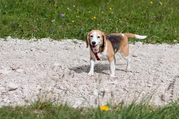 Όμορφη beagle σκυλί — Φωτογραφία Αρχείου