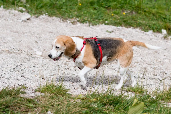 Bellissimo cane beagle — Foto Stock