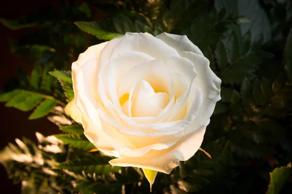 Kwitnący Białej Róży — Zdjęcie stockowe