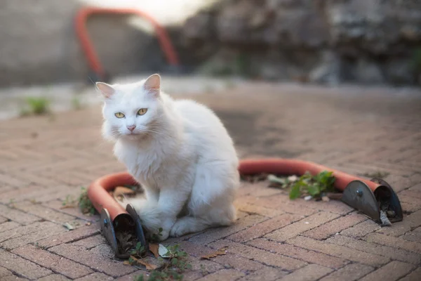 Schattige witte kat — Stockfoto