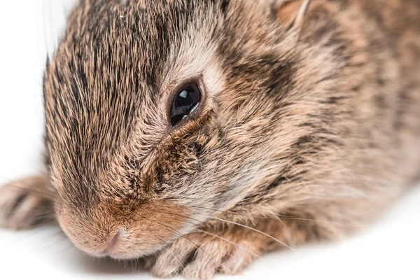 Niedliches braunes Kaninchen — Stockfoto