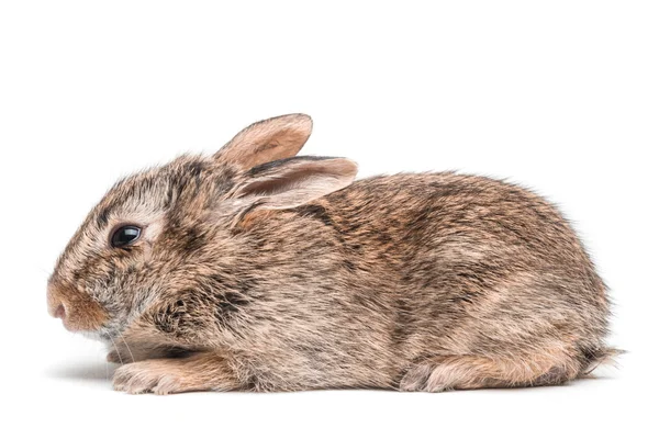 Niedliches braunes Kaninchen — Stockfoto