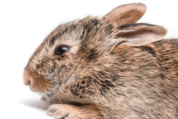 Niedliches braunes Kaninchen — Stockfoto