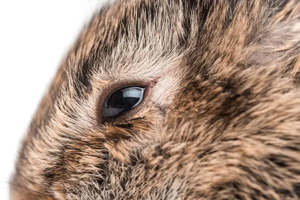 Head of brown rabbit — Stock fotografie