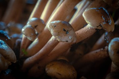 Taze orman mantarları grubunun yakın görüntüsü 
