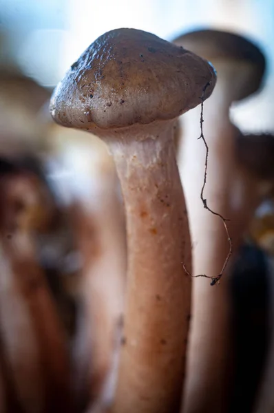 Vista Perto Grupo Cogumelos Florestais Frescos — Fotografia de Stock