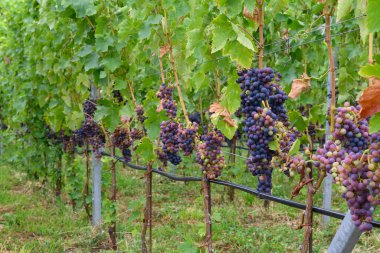 Asma üzümlü kırmızı şarap