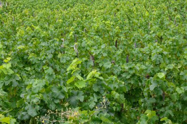 bir seranın yeşil yaprakları