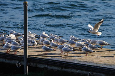 Rıhtımdaki martılar
