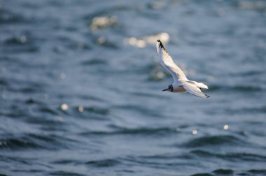 Martı gökyüzünde uçuyor.