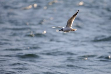 Martı gökyüzünde uçuyor.