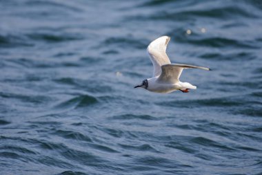 Martı gökyüzünde uçuyor.
