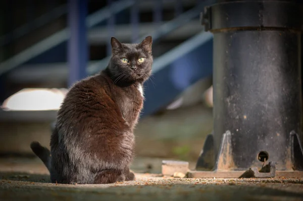 Chat Assis Dans Rue Sur Fond Nature — Photo