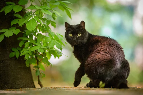 Chat Noir Blanc Dans Rue Sur Fond Nature — Photo